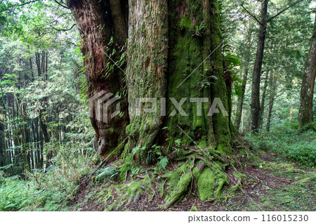 The biggest tree in Alishan national park at taiwan 116015230