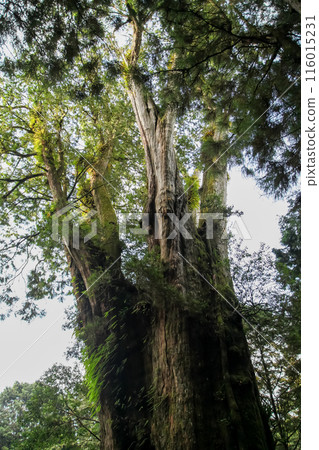 The biggest tree in Alishan national park at taiwan 116015231