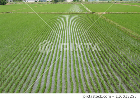 Scenery with rice field 116015255