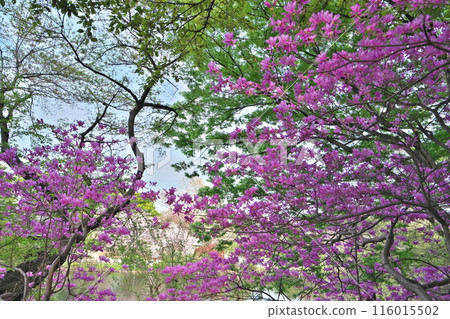 Spring Japanese garden stands out against the fresh greenery of azaleas 116015502