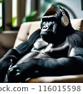 大猩猩放鬆在沙發上聽音樂 116015598