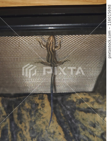 A Japanese grass lizard that thinks it's a gecko 116015698