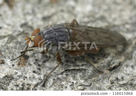 Closeup on an uncommon European syrphid fly, Brachyopa bicolor sitting on wood Closeup on an uncommon European syrphid fly, Brachyopa bicolor sitting on wood 116015868