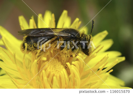 Closeup on a female of the rare buff-tailed or catsear mining bee, Andrena humilis on a dandelion , it's host plant 116015870