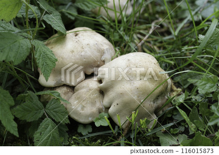 Closeup on fresh emerged pale colored European St. George's mushroom, Calocybe gambosa 116015873