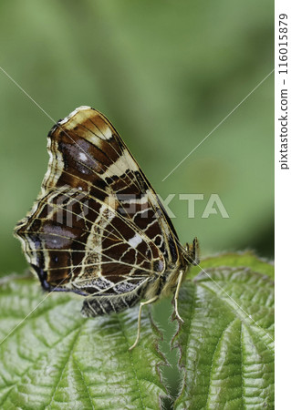 Closeup on a fresh emerged orange spring time European Map butterfly, Araschnia levana, with closed wings Closeup on a fresh emerged orange spring time European Map butterfly, Araschnia levana, with closed wings 116015879