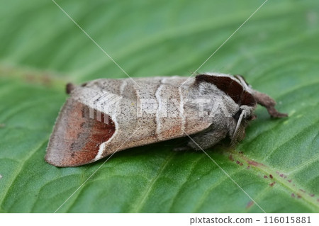 Closeup on a European Chocolate-tip moth, Clostera curtula sitting on a green leaf 116015881