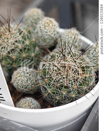 室內與仙人掌 116015884