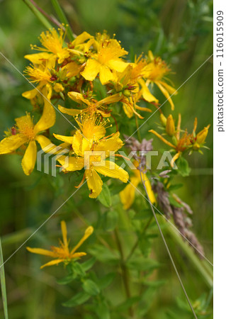 Vertical closeup on the St. John's wort wildflower, Hypericum perforatum in a meadow 116015909
