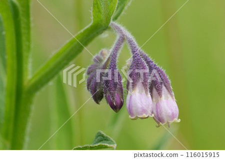 Detailed vertical closeup on the hanging purple flowers of the common comfrey wildflower, Symphytum officinale 116015915