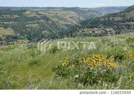 Wide and high angle view on the Columbia river gorge valley from the Rowena ctrest viewpoint in Oregon Wide and high angle view on the Columbia river gorge valley from the Rowena ctrest viewpoint in Oregon 116015930