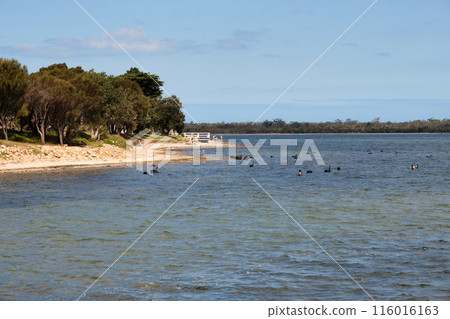 On the shore of Lake King - Metung 116016163