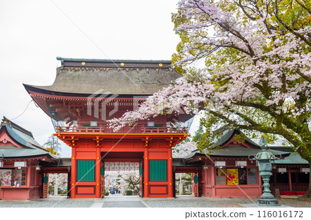 Cherry blossoms blooming in Fujisan Hongu Sengen Taisha Shinto Shrine at Fujinomiya famous shrine and landmark Shizuoka Japan. 116016172