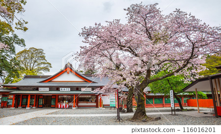 Fujinomiya,Japan April 07, 2024: People visit Fujisan Hongu Sengen Taisha Shinto Shrine where cherry blossoms are blooming on a rainy day at Shizuoka, Japan. 116016201