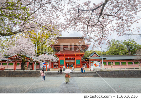 Fujinomiya,Japan April 07, 2024: People visit Fujisan Hongu Sengen Taisha Shinto Shrine where cherry blossoms are blooming on a rainy day at Shizuoka, Japan. 116016210