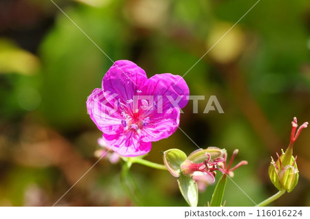 Asamafuuro 粉紅色的花特寫野花 116016224