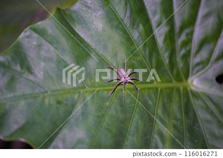 Spider on a leaf 116016271