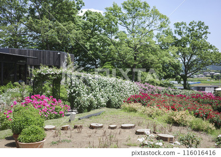 茨城花卉公園 116016416