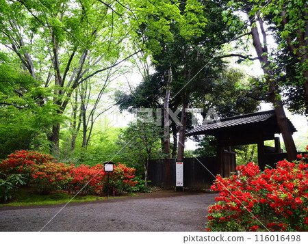 The inner gate of Rikugien Garden surrounded by fresh greenery and azaleas in full bloom 116016498