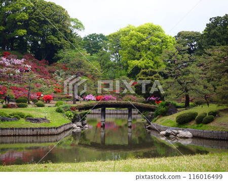 Rikugien Tatsuruhashi Bridge surrounded by fresh greenery and azaleas in full bloom Rikugien Tatsuruhashi Bridge surrounded by fresh greenery and azaleas in full bloom 116016499