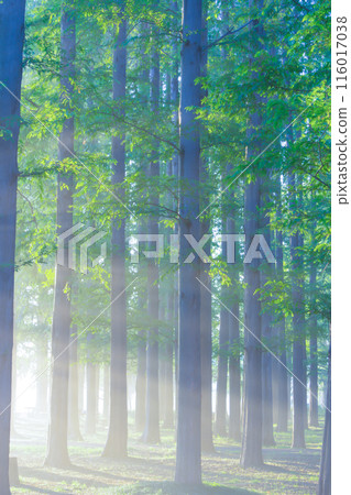 Sunlight through the morning 116017038