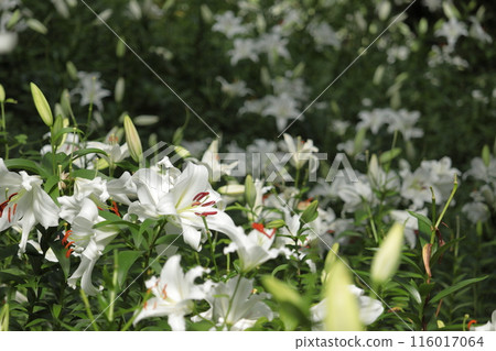 白百合 白百合 116017064