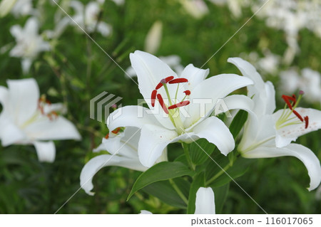 White lilies blooming during the rainy season 116017065