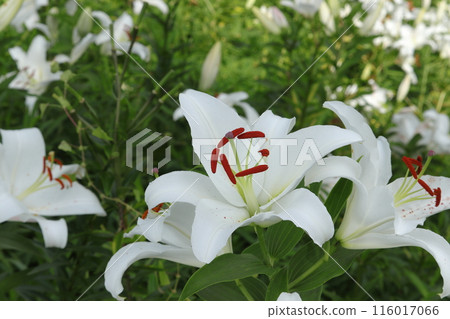 White lilies blooming in the shade 116017066