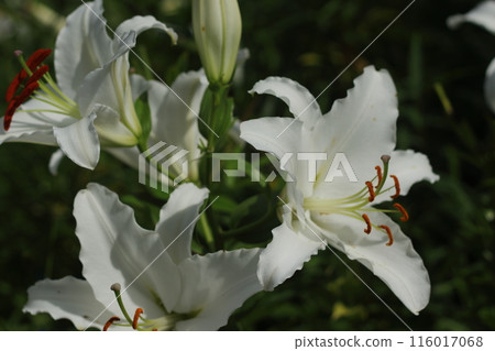 陽光下的白百合 陽光下的白百合 116017068