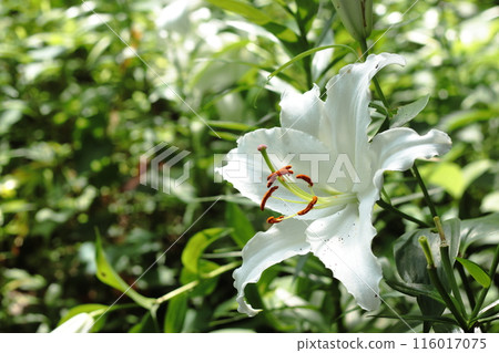Mountain lilies blooming in a summer garden Mountain lilies blooming in a summer garden 116017075