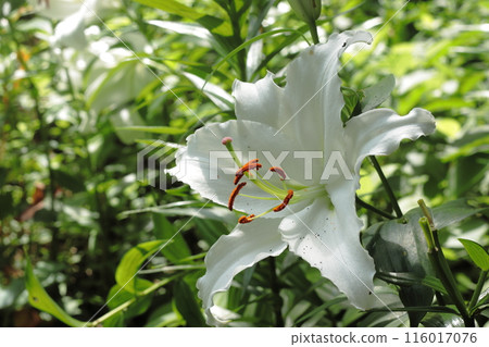 White lily flowers 116017076