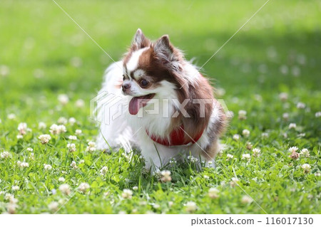 初夏，一隻可愛的吉娃娃在草坪上玩耍 116017130