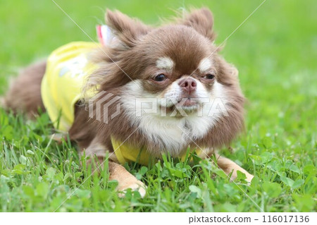 A cute chihuahua having fun on the grass in early summer A cute chihuahua having fun on the grass in early summer 116017136