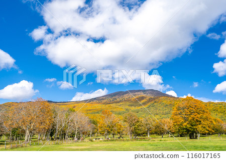 Sasagamine Plateau - A refreshing plateau surrounded by the Myoko mountain range - Sasagamine Ranch - Prefectural Forest at the foot of Mt. Myoko 116017165