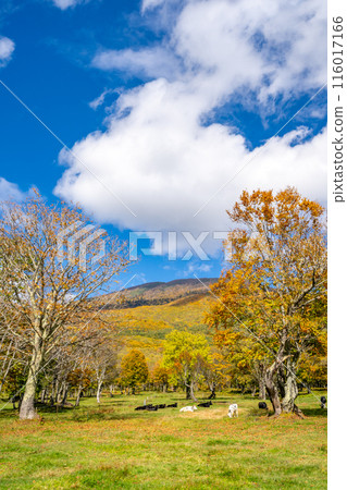 筱峰高原 - 被妙高群山包圍的清新高原 - 篠峰牧場 - 妙高山山麓的縣立森林 116017166