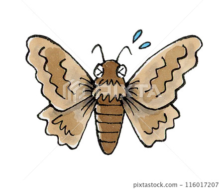 困擾的飛蛾 困擾的飛蛾 116017207