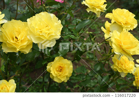 金色獎章 116017220