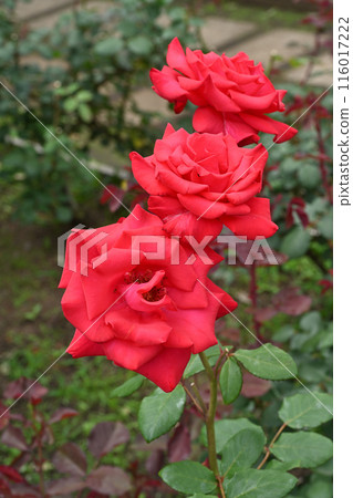 永恆的'98 116017222