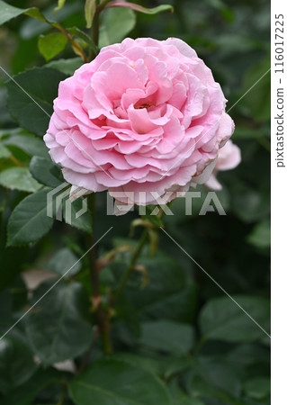 Frederick Mistral 116017225