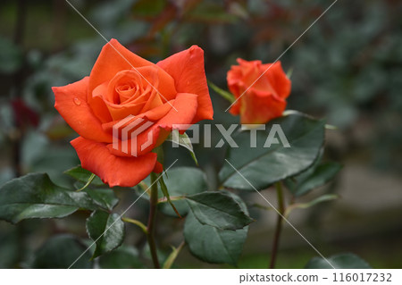 Laura Barra 116017232