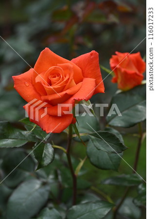 Laura Barra 116017233