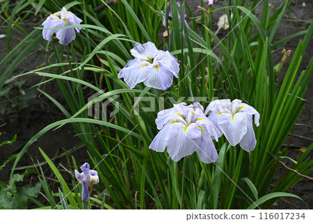 鳶尾花/相模原北公園 116017234