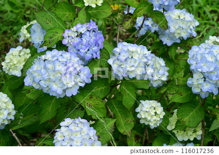 Maiko and Hydrangea Maiko and Hydrangea 116017236