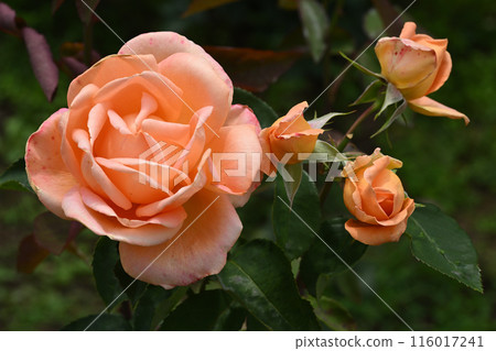 Dreams and roses Dreams and roses 116017241
