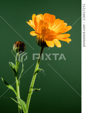 Orange Calendula officinalis on a green background Orange Calendula officinalis on a green background 116017251
