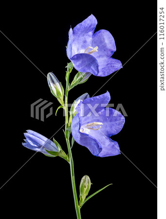 Blooming blue bellflower on a black background Blooming blue bellflower on a black background 116017254