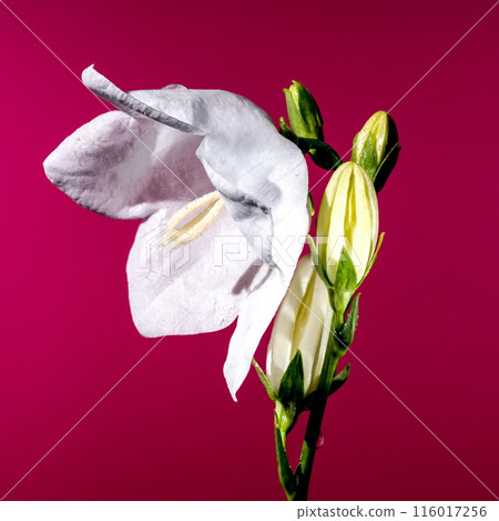 Blooming white bellflower on a pink background Blooming white bellflower on a pink background 116017256