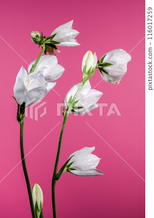 Blooming white bellflower on a pink background Blooming white bellflower on a pink background 116017259