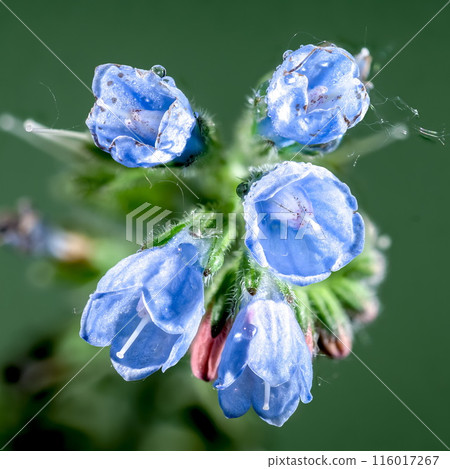 Blue Symphytum officinale flowers on a green background Blue Symphytum officinale flowers on a green background 116017267