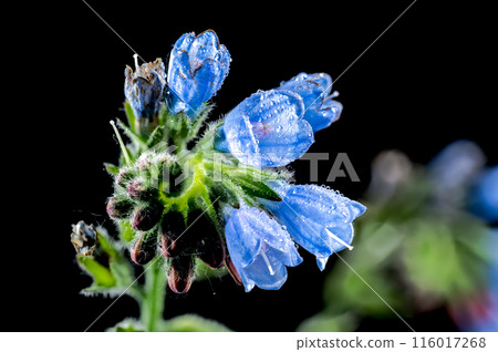 Blue Symphytum officinale flowers on a black background 116017268
